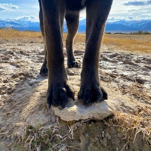 Meet your Posher, Jenny